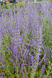 Little Spire Russian Sage (Perovskia 'Little Spire') at Debbie's Greenhouse & Garden Centre