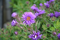 Grape Crush New England Aster (Symphyotrichum novae-angliae 'Grape Crush') at Debbie's Greenhouse & Garden Centre