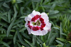 Pretty Poppers Kiss And Tell Pinks (Dianthus 'Kiss And Tell') at Debbie's Greenhouse & Garden Centre