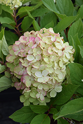 Fire Light Tidbit Hydrangea (Hydrangea paniculata 'SMNHPK') at Debbie's Greenhouse & Garden Centre