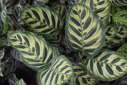 Peacock Plant (Goeppertia makoyana) at Debbie's Greenhouse & Garden Centre