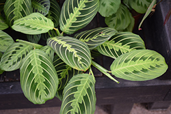 Lemon Lime Prayer Plant (Maranta leuconeura 'Lemon Lime') at Debbie's Greenhouse & Garden Centre