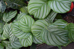 Color Full Orbifolia Prayer Plant (Calathea orbifolia) at Debbie's Greenhouse & Garden Centre