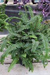Kimberley Queen Australian Sword Fern (Nephrolepis obliterata 'Kimberley Queen') at Debbie's Greenhouse & Garden Centre
