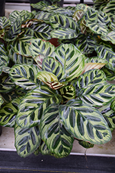 Peacock Plant (Calathea makoyana) at Debbie's Greenhouse & Garden Centre