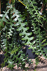 Fishbone Cactus (Selenicereus anthonyanus) at Debbie's Greenhouse & Garden Centre