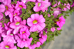 Cabaret Light Pink Calibrachoa (Calibrachoa 'Balcablinkim') at Debbie's Greenhouse & Garden Centre
