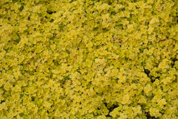 Golden Stonecrop (Sedum makinoi 'Ogon') at Debbie's Greenhouse & Garden Centre