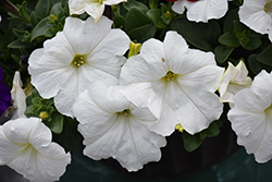 Easy Wave White Petunia (Petunia 'Easy Wave White') at Debbie's Greenhouse & Garden Centre