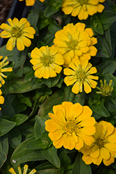 Magellan Yellow Zinnia (Zinnia 'Magellan Yellow') at Debbie's Greenhouse & Garden Centre