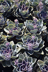 Perle Von Nurnberg Echeveria (Echeveria 'Perle Von Nurnberg') at Debbie's Greenhouse & Garden Centre