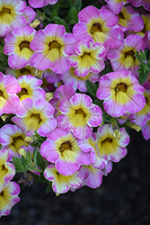 Cha-Cha Diva Hot Pink Calibrachoa (Calibrachoa 'Balchadotin') at Debbie's Greenhouse & Garden Centre