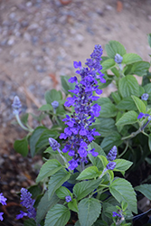Mysty Salvia (Salvia 'Balsalmysty') at Debbie's Greenhouse & Garden Centre