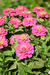 Magellan Pink Zinnia (Zinnia 'Magellan Pink') at Debbie's Greenhouse & Garden Centre