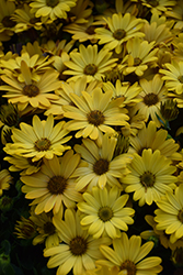 Serenity Deep Yellow African Daisy (Osteospermum 'Serenity Deep Yellow') at Debbie's Greenhouse & Garden Centre