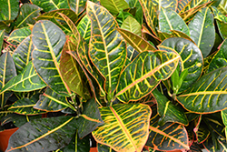 Petra Variegated Croton (Codiaeum variegatum 'Petra') at Debbie's Greenhouse & Garden Centre
