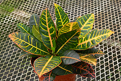 Petra Variegated Croton (Codiaeum variegatum 'Petra') at Debbie's Greenhouse & Garden Centre