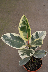 Chroma Tineke Rubber Plant (Ficus elastica 'Tineke') at Debbie's Greenhouse & Garden Centre