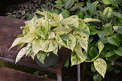 Marble Queen Golden Pothos (Epipremnum aureum 'Marble Queen') at Debbie's Greenhouse & Garden Centre