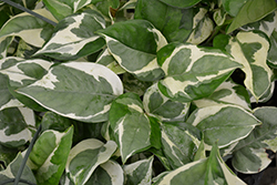 Pearls And Jade Pothos (Epipremnum aureum 'Pearls And Jade') at Debbie's Greenhouse & Garden Centre