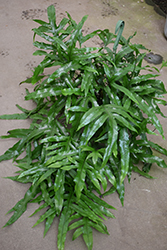 Kangaroo Fern (Microsorum diversifolium) at Debbie's Greenhouse & Garden Centre