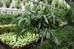 Kangaroo Fern (Microsorum diversifolium) at Debbie's Greenhouse & Garden Centre