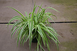 Reverse Variegated Spider Plant (Chlorophytum comosum 'Reverse Variegatum') at Debbie's Greenhouse & Garden Centre