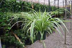 Reverse Variegated Spider Plant (Chlorophytum comosum 'Reverse Variegatum') at Debbie's Greenhouse & Garden Centre