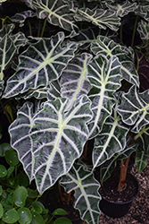 Polly Amazon Elephant's Ear (Alocasia amazonica 'Polly') at Debbie's Greenhouse & Garden Centre