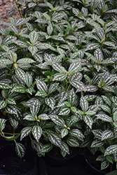 Minima Aluminum Plant (Pilea cadierei 'Minima') at Debbie's Greenhouse & Garden Centre