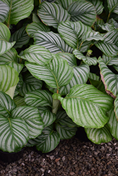 Color Full Orbifolia Prayer Plant (Calathea orbifolia) at Debbie's Greenhouse & Garden Centre