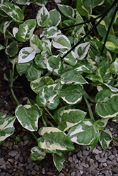 Pearls And Jade Pothos (Epipremnum aureum 'Pearls And Jade') at Debbie's Greenhouse & Garden Centre