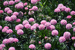 Dreameria Daydream False Sea Thrift (Armeria pseudarmeria 'Daydream') at Debbie's Greenhouse & Garden Centre