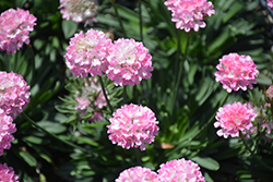 Dreameria Daydream False Sea Thrift (Armeria pseudarmeria 'Daydream') at Debbie's Greenhouse & Garden Centre