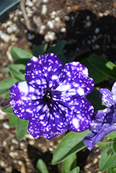 Headliner Night Sky Petunia (Petunia 'KLEPH15313') at Debbie's Greenhouse & Garden Centre