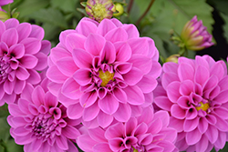 Dahlinova Hypnotica Lavender Dahlia (Dahlia 'Hypnotica Lavender') at Debbie's Greenhouse & Garden Centre