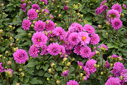 Dahlinova Hypnotica Lavender Dahlia (Dahlia 'Hypnotica Lavender') at Debbie's Greenhouse & Garden Centre