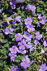 MegaCopa Blue Bacopa (Sutera cordata 'Balmecoblu') at Debbie's Greenhouse & Garden Centre
