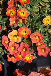 Cabaret Diva Orange Calibrachoa (Calibrachoa 'Balcabivor') at Debbie's Greenhouse & Garden Centre