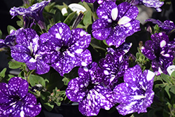 Headliner Night Sky Petunia (Petunia 'KLEPH15313') at Debbie's Greenhouse & Garden Centre