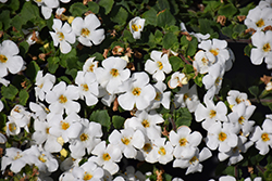MegaCopa White Bacopa (Sutera cordata 'Balmecowite') at Debbie's Greenhouse & Garden Centre