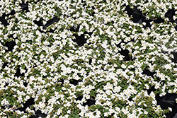 MegaCopa White Bacopa (Sutera cordata 'Balmecowite') at Debbie's Greenhouse & Garden Centre