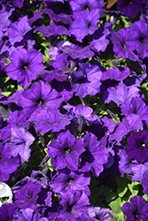 Easy Wave Blue Petunia (Petunia 'Easy Wave Blue') at Debbie's Greenhouse & Garden Centre
