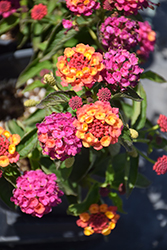 Lucky Sunrise Rose Lantana (Lantana camara 'Lucky Sunrise Rose') at Debbie's Greenhouse & Garden Centre