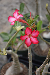 Desert Rose (Adenium obesum) at Debbie's Greenhouse & Garden Centre