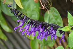 Purple & Bloom Sage (Salvia guaranitica 'Purple & Bloom') at Debbie's Greenhouse & Garden Centre