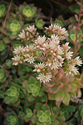 Kiwi Aeonium (Aeonium 'Kiwi') at Debbie's Greenhouse & Garden Centre