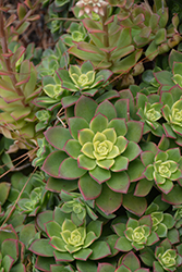 Kiwi Aeonium (Aeonium 'Kiwi') at Debbie's Greenhouse & Garden Centre