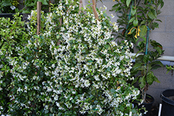 Confederate Star-Jasmine (Trachelospermum jasminoides) at Debbie's Greenhouse & Garden Centre