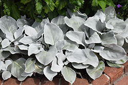 Angel Wings Senecio (Senecio candicans 'Senaw') at Debbie's Greenhouse & Garden Centre
